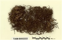 藏品(虎尾苔)的圖片